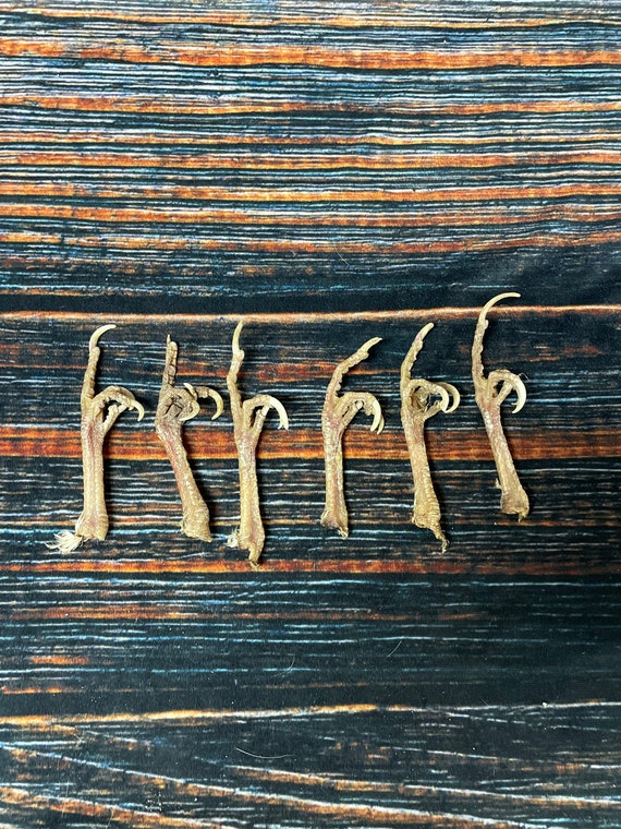 6 chicken feet art animal mount repair Witchcraft voodoo art supply unique craft decor dried cured education biology diagram model bird odd