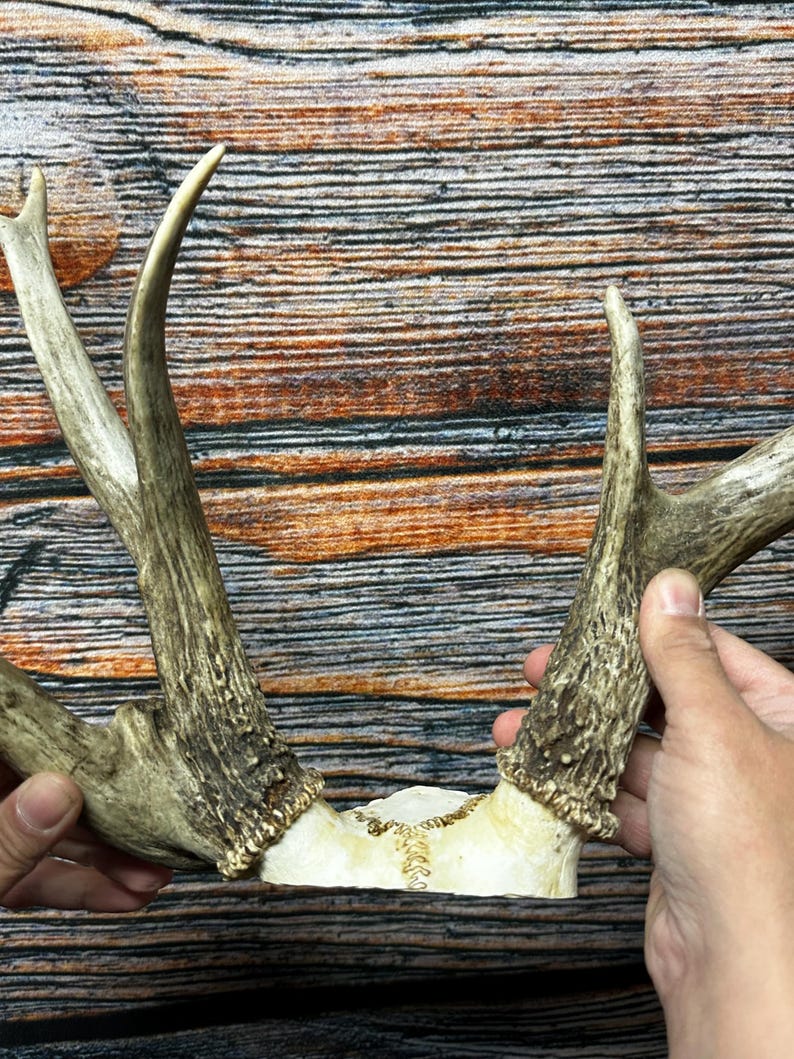 Trophy Freak Wild 9 Point Whitetail Deer Rack Odd Antler Rare Mount ...