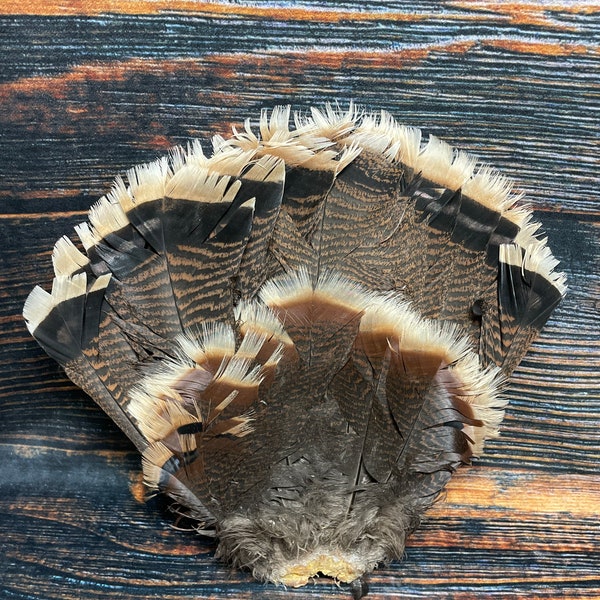 Merriams Turkey Fan Etsy