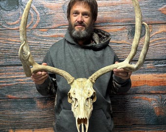 し*け様 蝦夷鹿hunting trophy（deer skull） Amazon.com: Ebros Gift Rustic Hunter Deer 10 Point Buck Skull