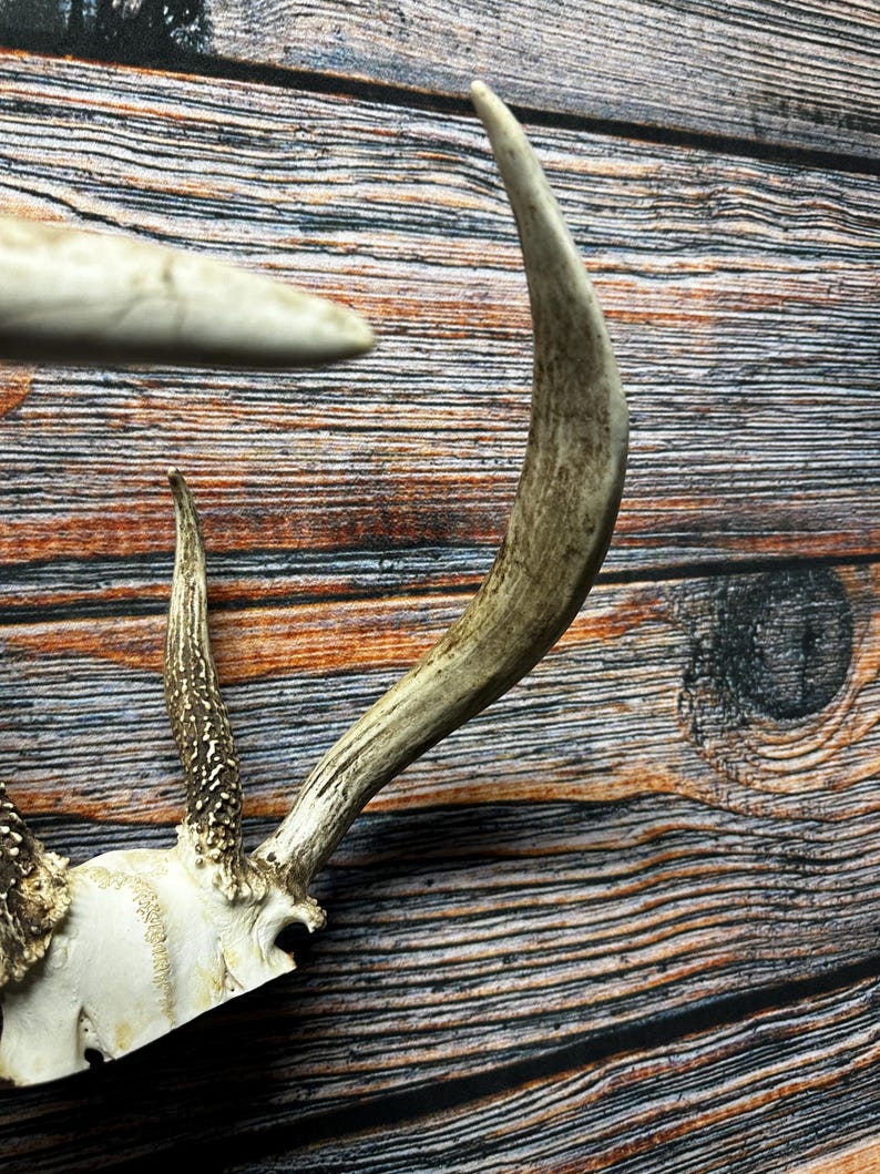Trophy Freak Wild 6 Point Whitetail Deer Rack Odd Antler Rare Mount ...