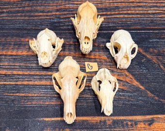 5 Lot Real Skulls Mount Raccoon Coyote Unique Christmas Gift man cave Cabin Western Decor Oddity gothic witchcraft renaissance art craft