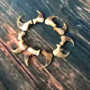 May include: A collection of eight light brown animal claws arranged in a circle on a dark blue and green patterned surface.