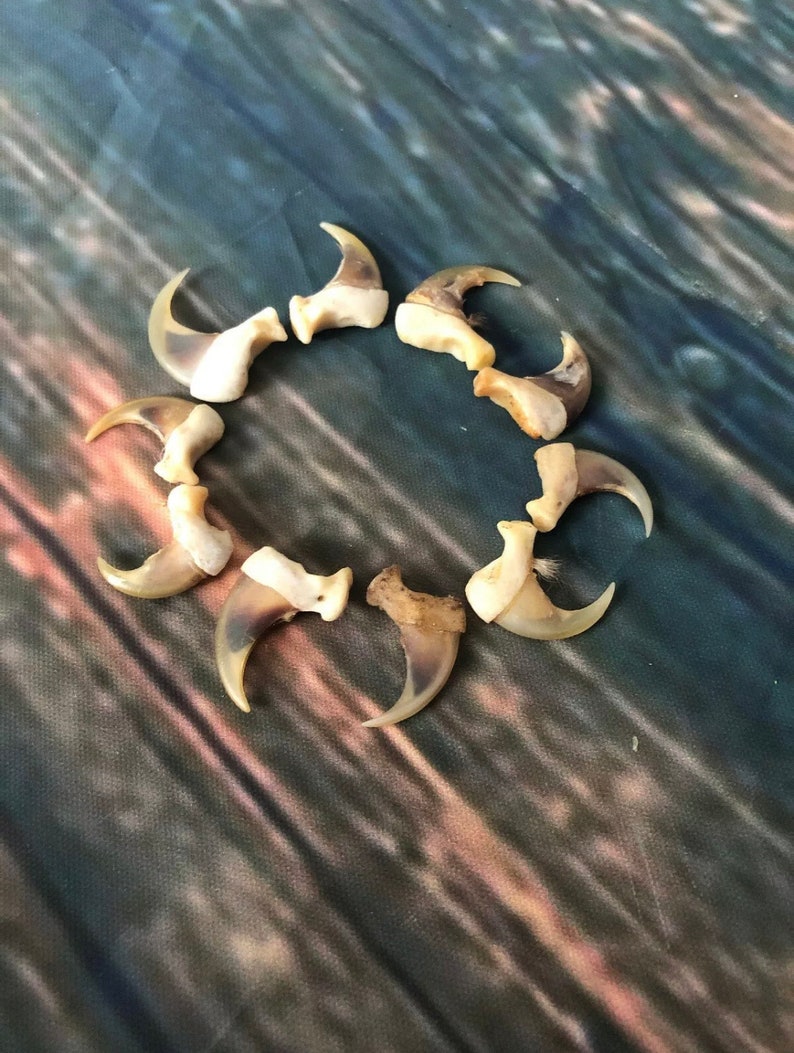 May include: A collection of eight light brown animal claws arranged in a circle on a dark blue and green patterned surface.