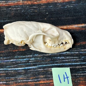 Real Female Fisher Skull bone Animal Mount Odd Unique Christmas Gift Western Cabin Man Cave Decor Craft Art supply collection educational
