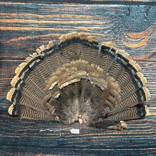 Merriams Turkey Fan Etsy