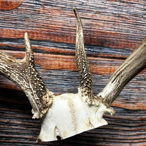 Trophy Freak Wild 6 Point Whitetail Deer Rack Odd Antler Rare Mount ...