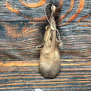 Buffalo Scrotum
