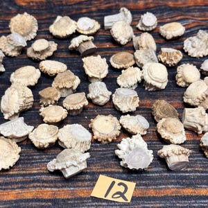 May include: A collection of numerous small, light tan and off-white deer antler burrs with textured, rugged surfaces and smooth, flat circular tops. A small rectangular yellow paper tag with the handwritten number 12 is placed at the bottom.