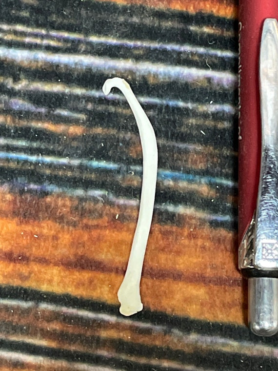 1 Real Jumbo Mink Baculum Penis Unique Christmas gag Gift dick Man Cave Decoration tooth pick art craft supply western cabin funny joke