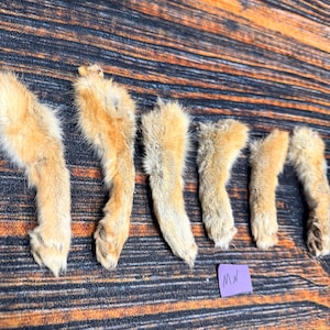 6 Real Grey Fox feet cured Taxidermy mount repair Witchcraft Voodoo Spell taxidermy oddity Renaissance Craft Art educational model animal