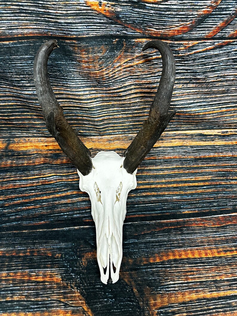 Trophy Pronghorn Antelope Skull Antler Mount Horn Head Unique Christmas Gift western man cave cabin decoration taxidermy art craft buck image 2
