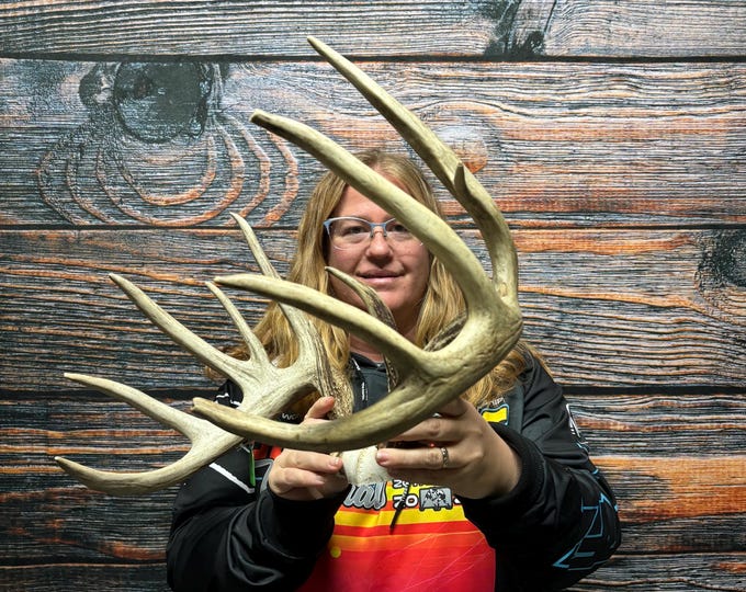 Trophy Wild 12 Point Whitetail Deer Rack Antler Mount Horn Head Unique ...