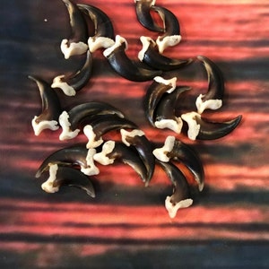 May include: A collection of approximately 15 dark brown and white animal claws. The claws are arranged in a loose circle on a red and black background.