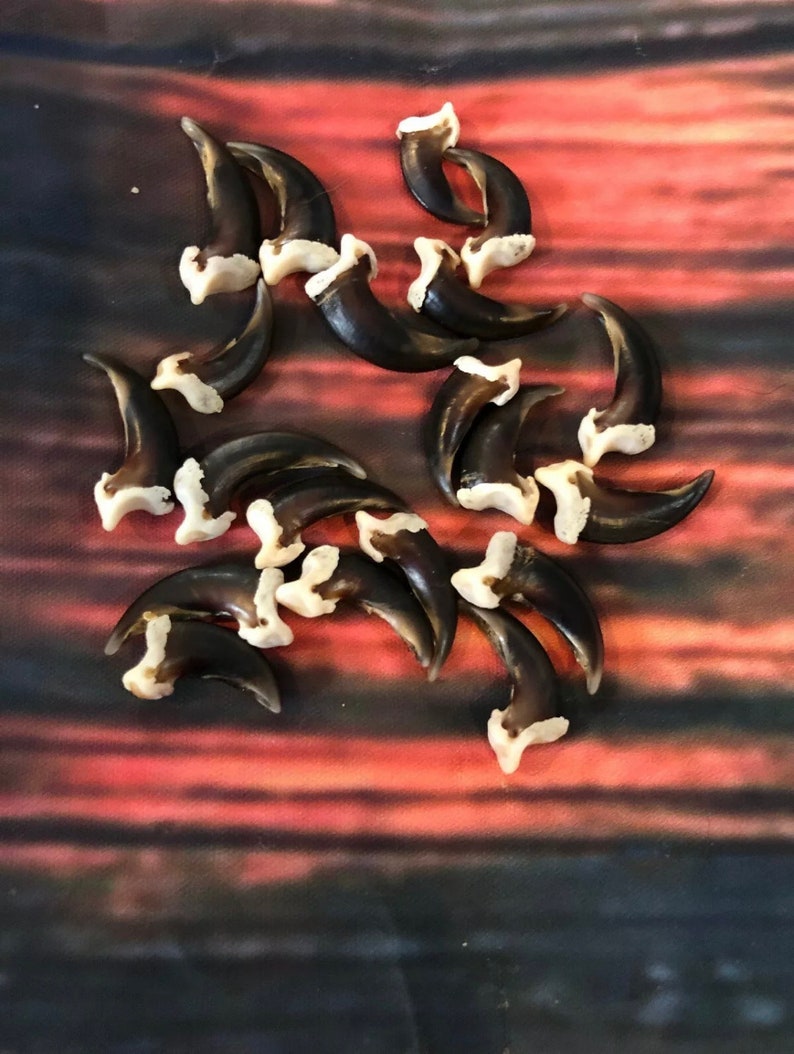 May include: A collection of approximately 15 dark brown and white animal claws. The claws are arranged in a loose circle on a red and black background.