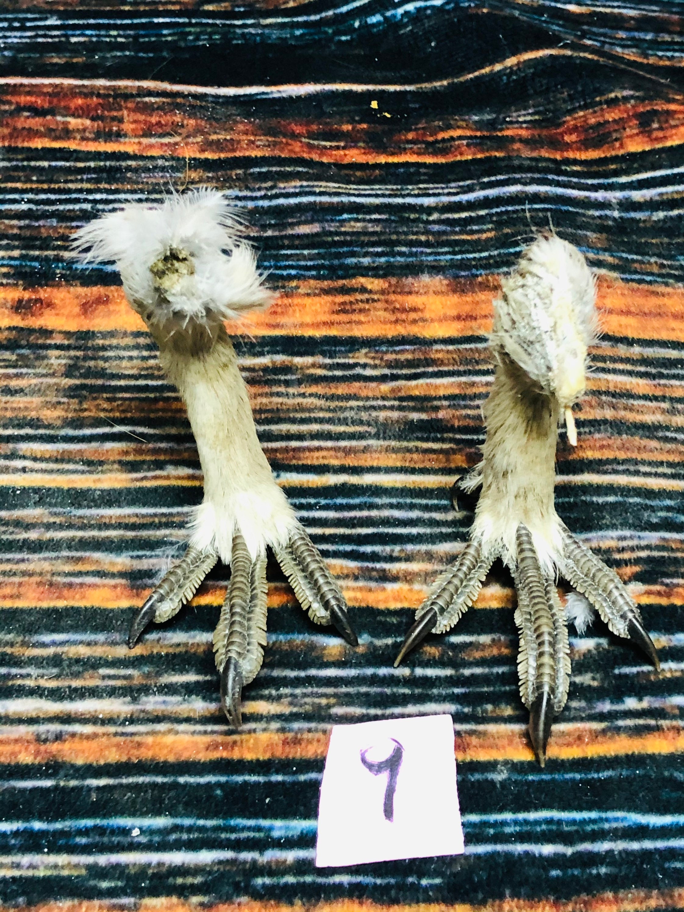 2 grouse feet art animal mount repair Witchcraft voodoo art Etsy