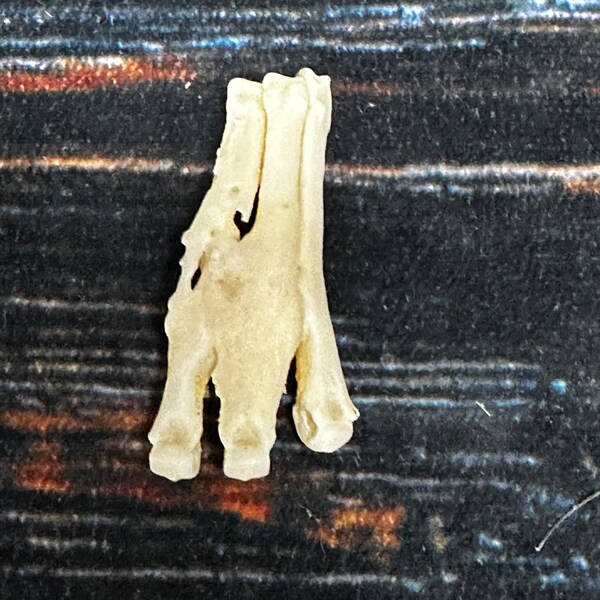 20 Real Blonde Coyote Claws | 5/8" To 1 1/4" Long | For Jewelry Making, Gothic Crafts, Taxidermy, Voodoo & Bone Art Projects