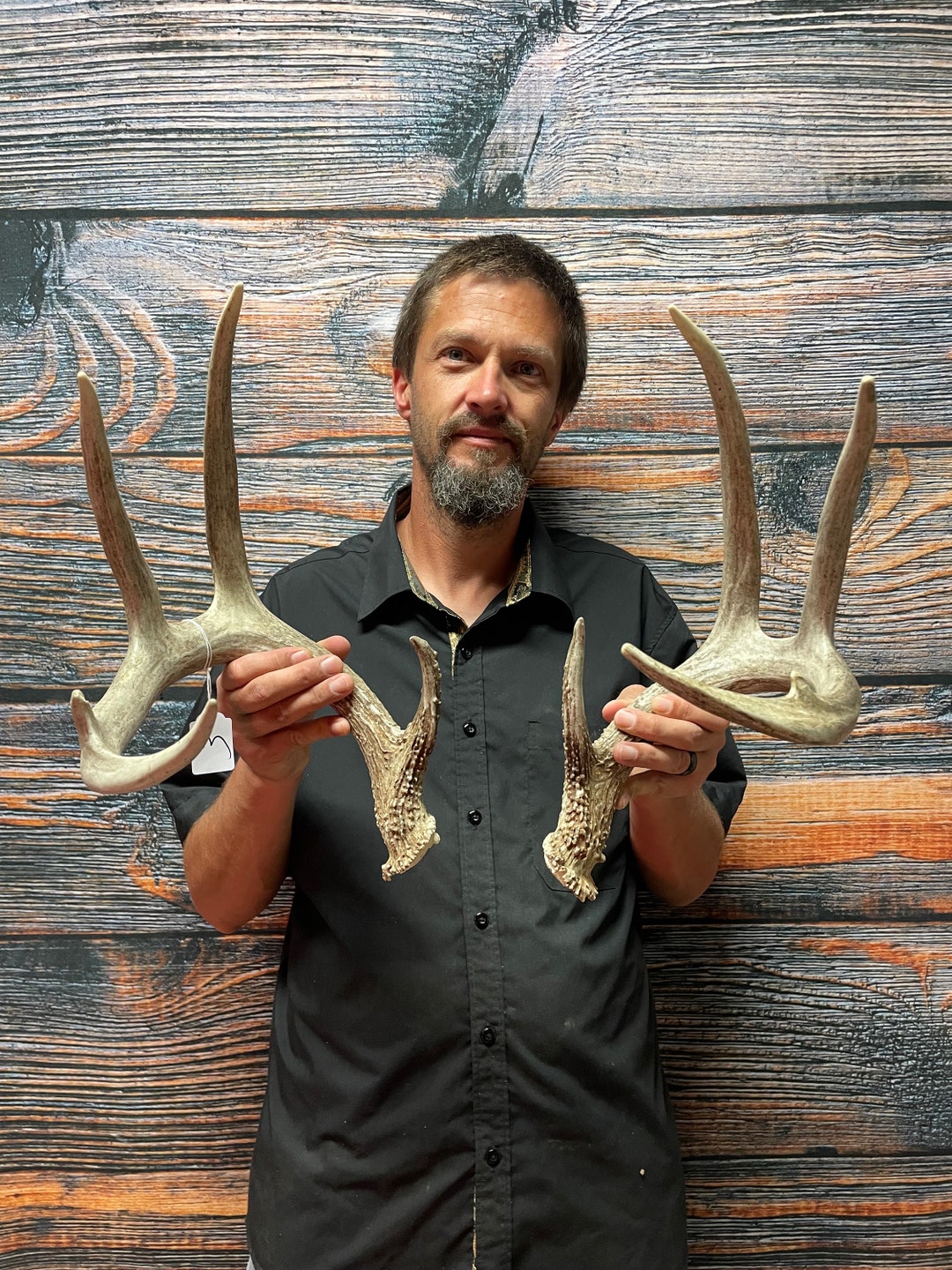 Trophy Wild 8 Point Whitetail Deer Shed Antler Rattling Horn Etsy