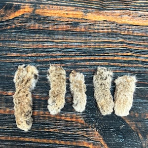 May include: Five brown and white fur paws on a dark wood background. The paws are arranged in a row, with the tips of the toes facing the viewer.