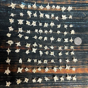 100 Real Prairie Rattlesnake Vertebrae Vertebrea bone gothic voodoo witchcraft craft art Jewelry beads steampunk necklace earrings ring