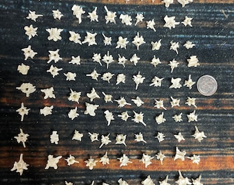 100 Real Prairie Rattlesnake Vertebrae Vertebrea bone gothic voodoo witchcraft craft art Jewelry beads steampunk necklace earrings ring