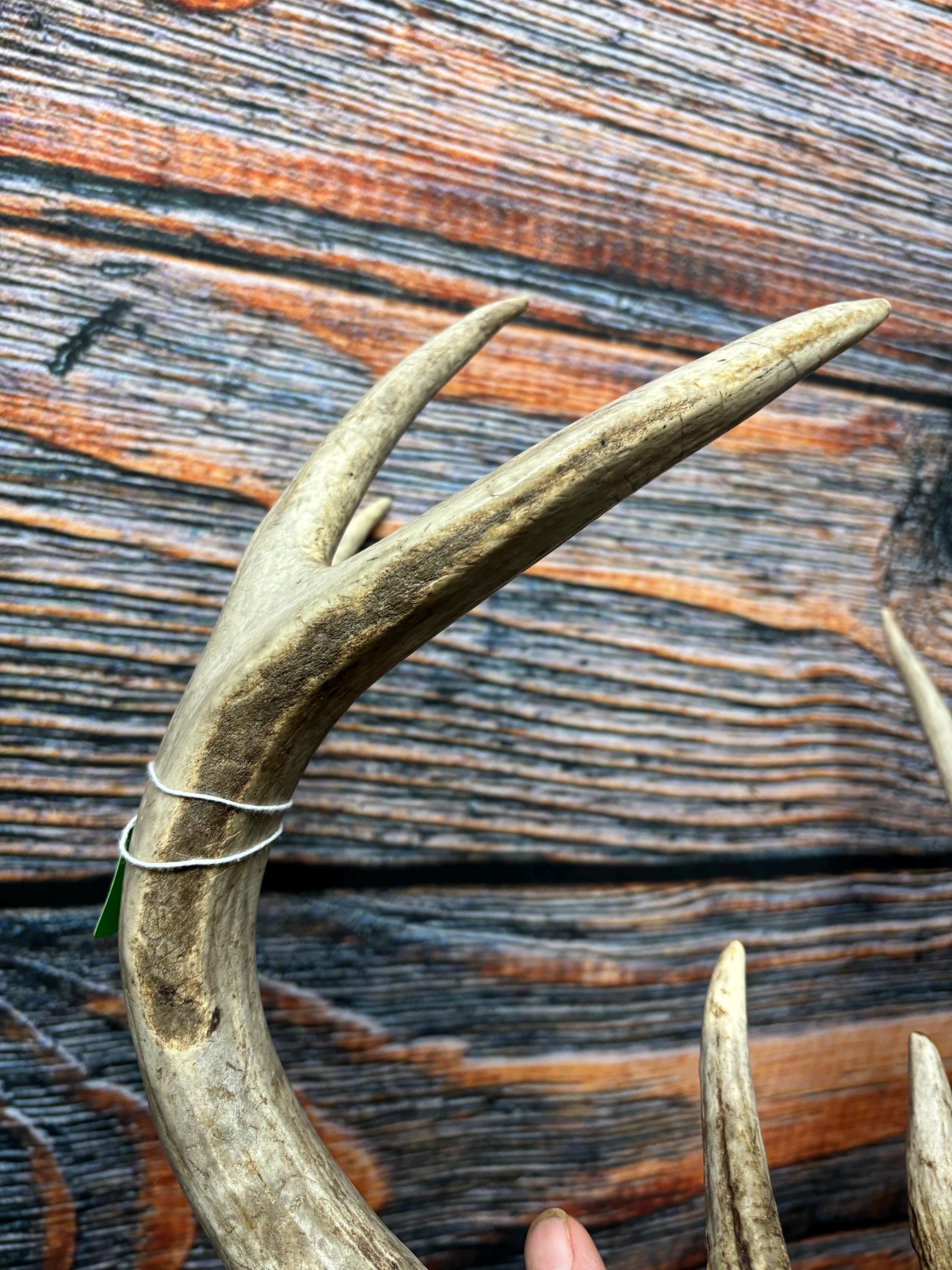 Trophy Wild 8 Point Whitetail Deer Rack Antler Mount Horn Head Unique ...