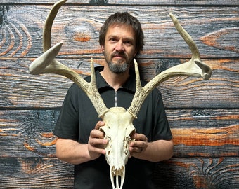 Trophy Wild 6 Point Whitetail Deer Skull Antler Mount Horn Head Unique Christmas Gift western man cave cabin decoration taxidermy art craft