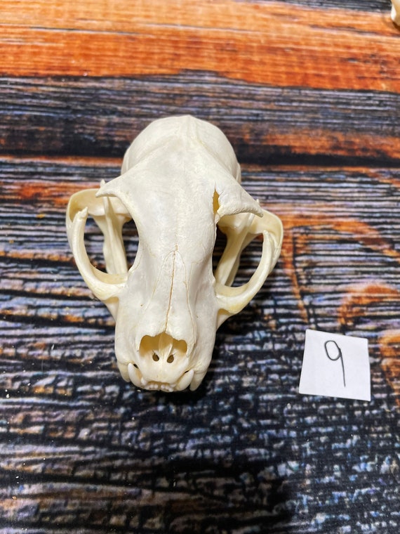 Real XL American Bobcat Skull Animal Mount Christmas Gifts Man - Etsy