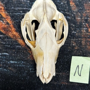 Real Opossum Skull bone Animal Mount Odd Unique Christmas Gift Western Cabin Man Cave Decor Craft Art supply collection educational