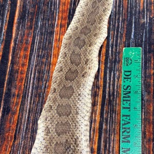 May include: A shed snake skin with a tan and brown mottled pattern featuring dark oval markings along the center. A green measuring tape is positioned alongside the skin, showing a length of approximately 6 inches.