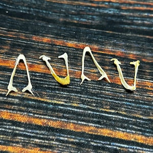May include: Five small, light brown bones arranged in a row to spell the word "WAVY" on a dark brown and orange striped surface.
