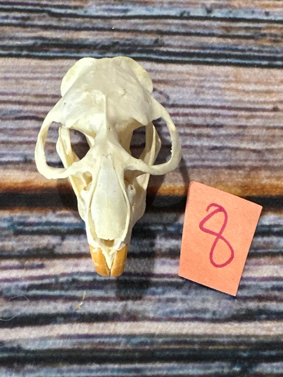 REAL XL Muskrat Skull Animal Bone Unique Christmas Gift Man Cave Decor Craft Art Supply Gothic Renaissance Festival Witchcraft flea Market