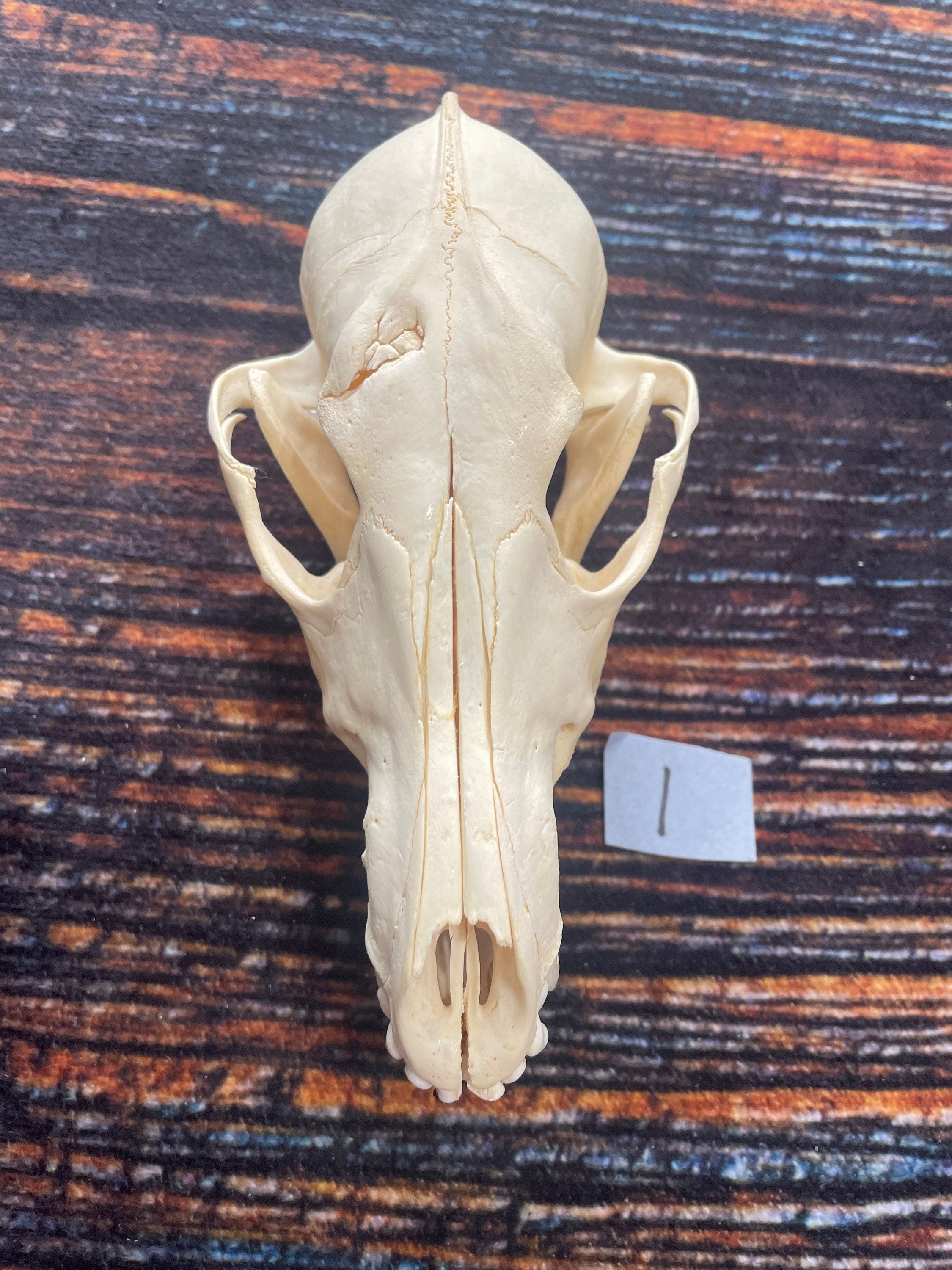 Desert Animal Skull - Etsy Desert Animal Skull - Etsy