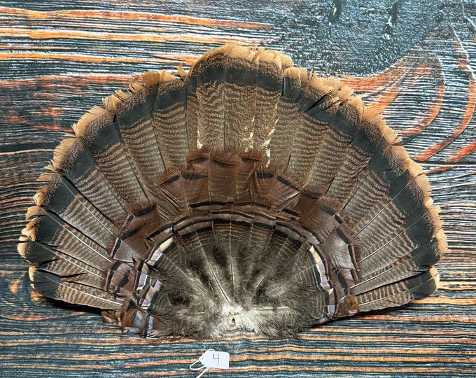 Real Wild Turkey Tail Feather Millinery Big Tom Decoy Bustle Western ...