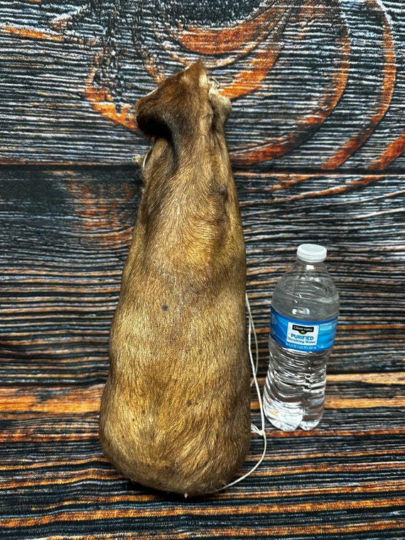 XXXL BULL Scrotum Oddities HUGE Ball Bag Unique Gift Odd Nut Sack Black  Angus Gag Gift Christmas Birthday Man Cave Gothic Witchcraft Art