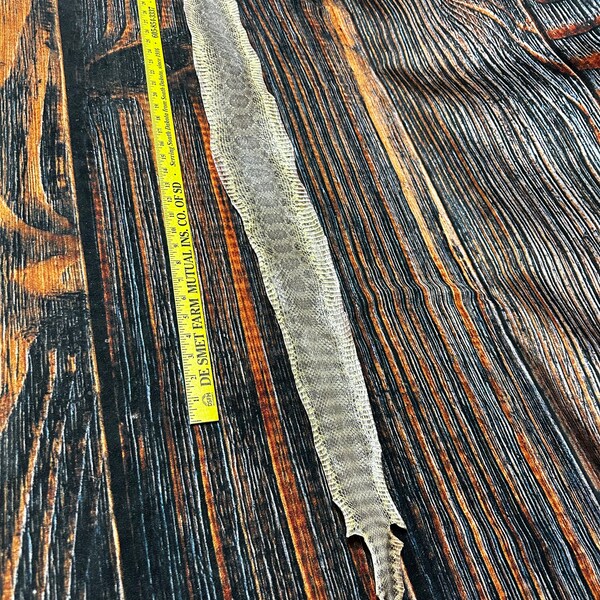 REAL rattlesnake skin prairie rattler hide dried bow wrap blank art craft Supply Educational Renaissance costume Oddity gothic rattle no tan