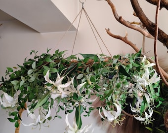 Taklampa, Blomkrona, Hängande lampa, Personlig heminredning