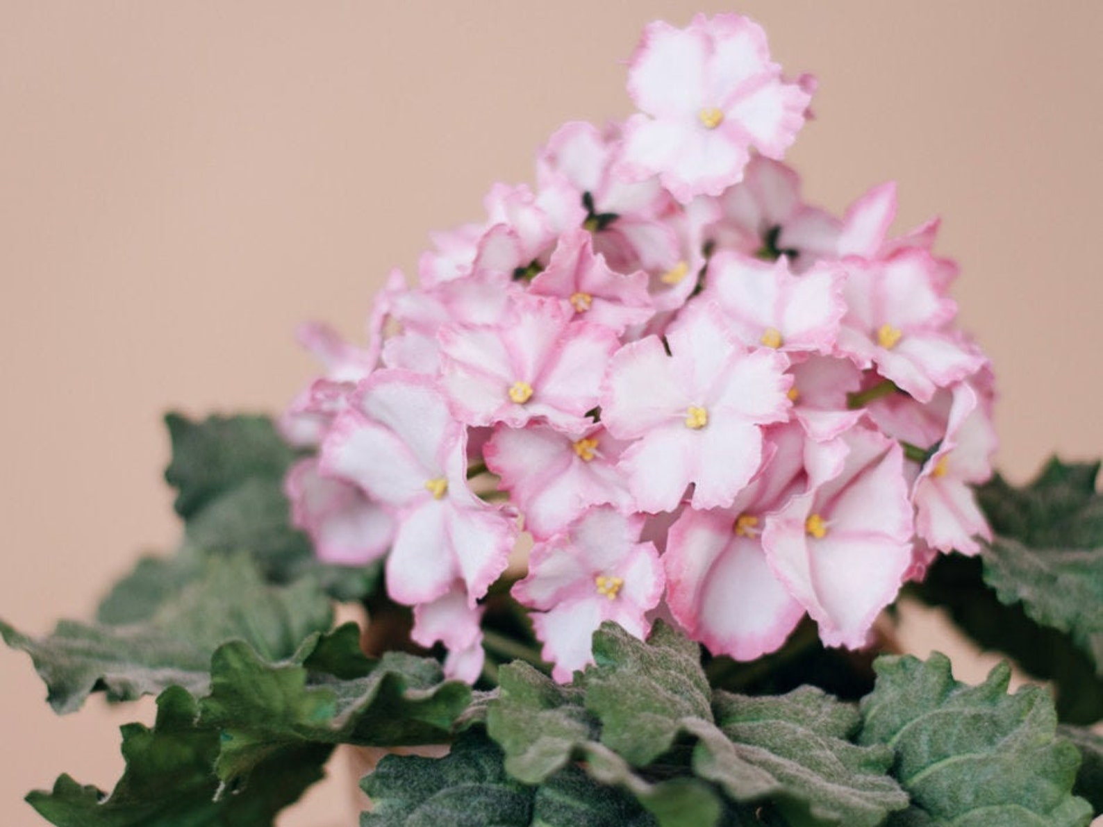 African violet pots artificial flowers arrangements fake Etsy