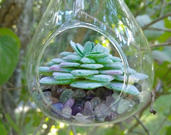 Glass terrarium ornament with artificial succulent and rainbow fluorite chips