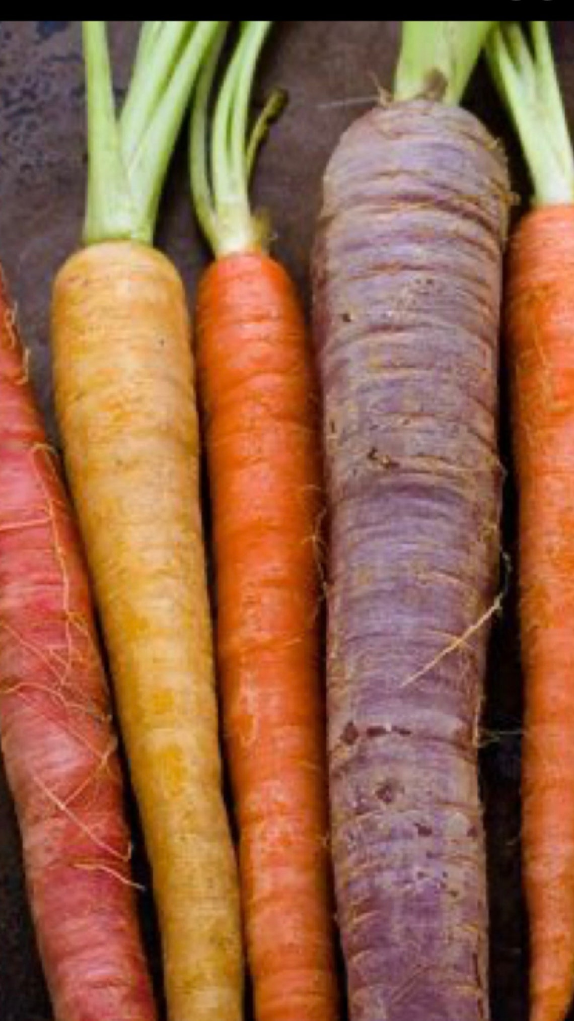 15 Rare Rainbow Carrot Seeds Etsy