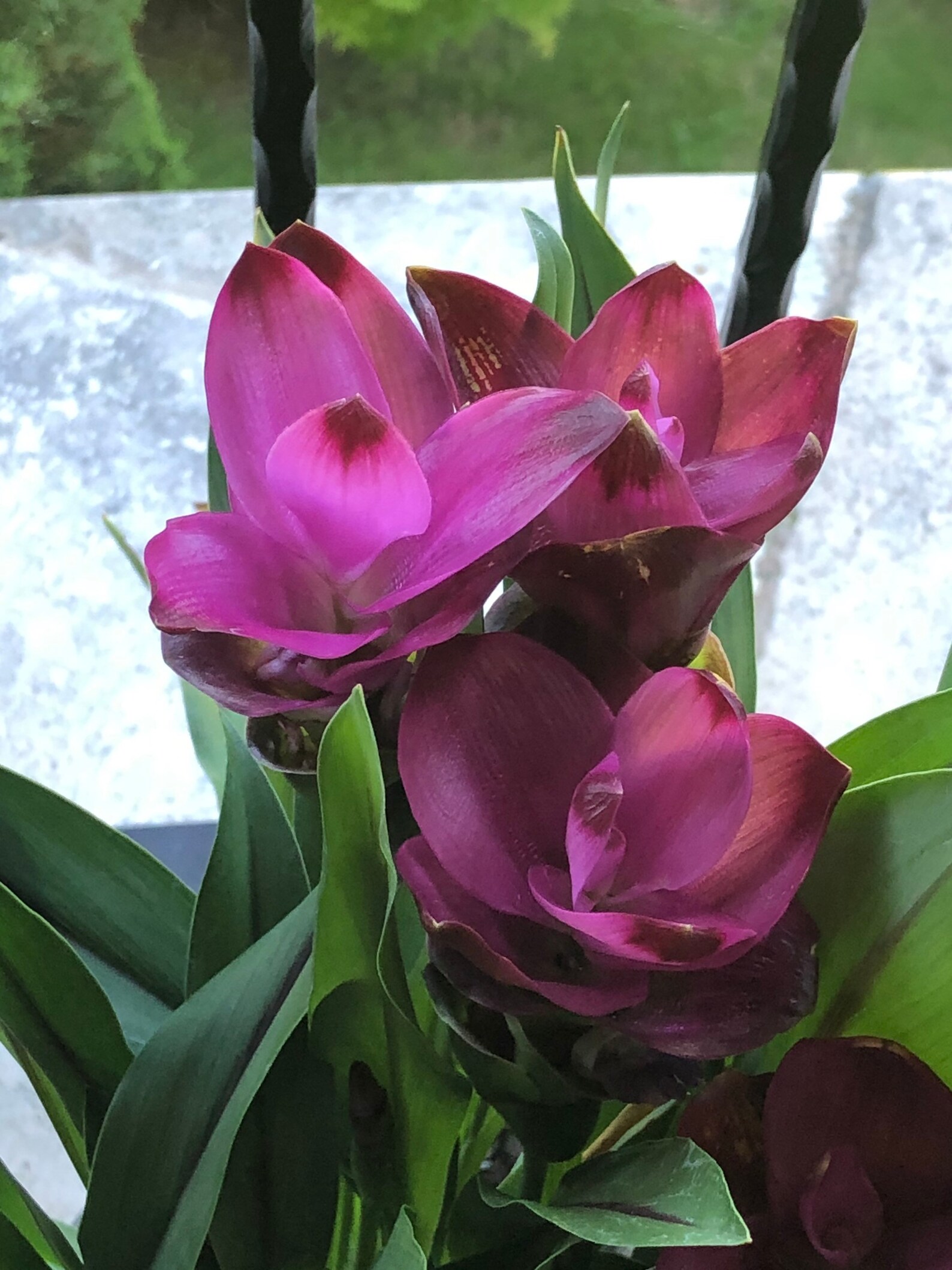 Live Siam Tulip or Curcuma alismatifolia or Summer Tulip bulbs Etsy