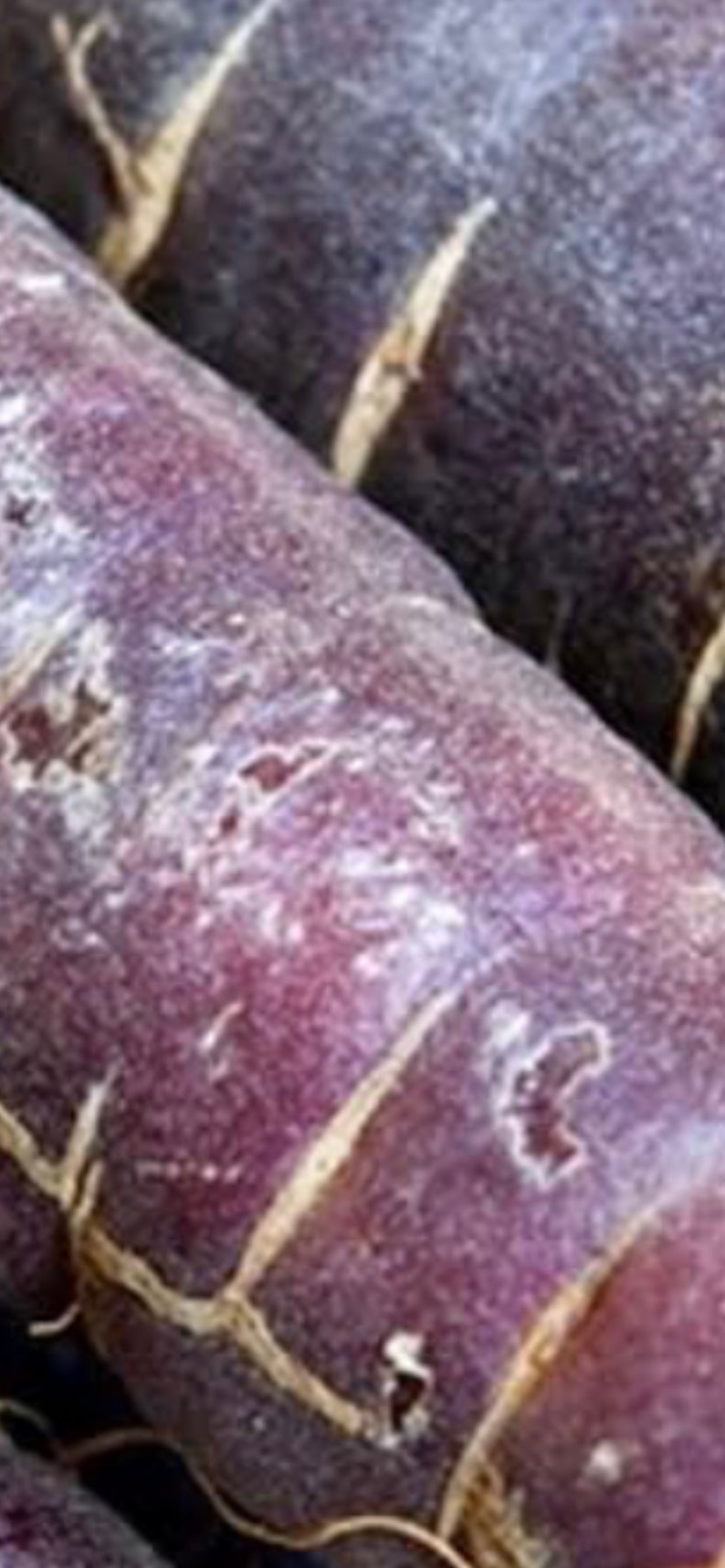 15 Rare Black Nebula Carrot Seeds