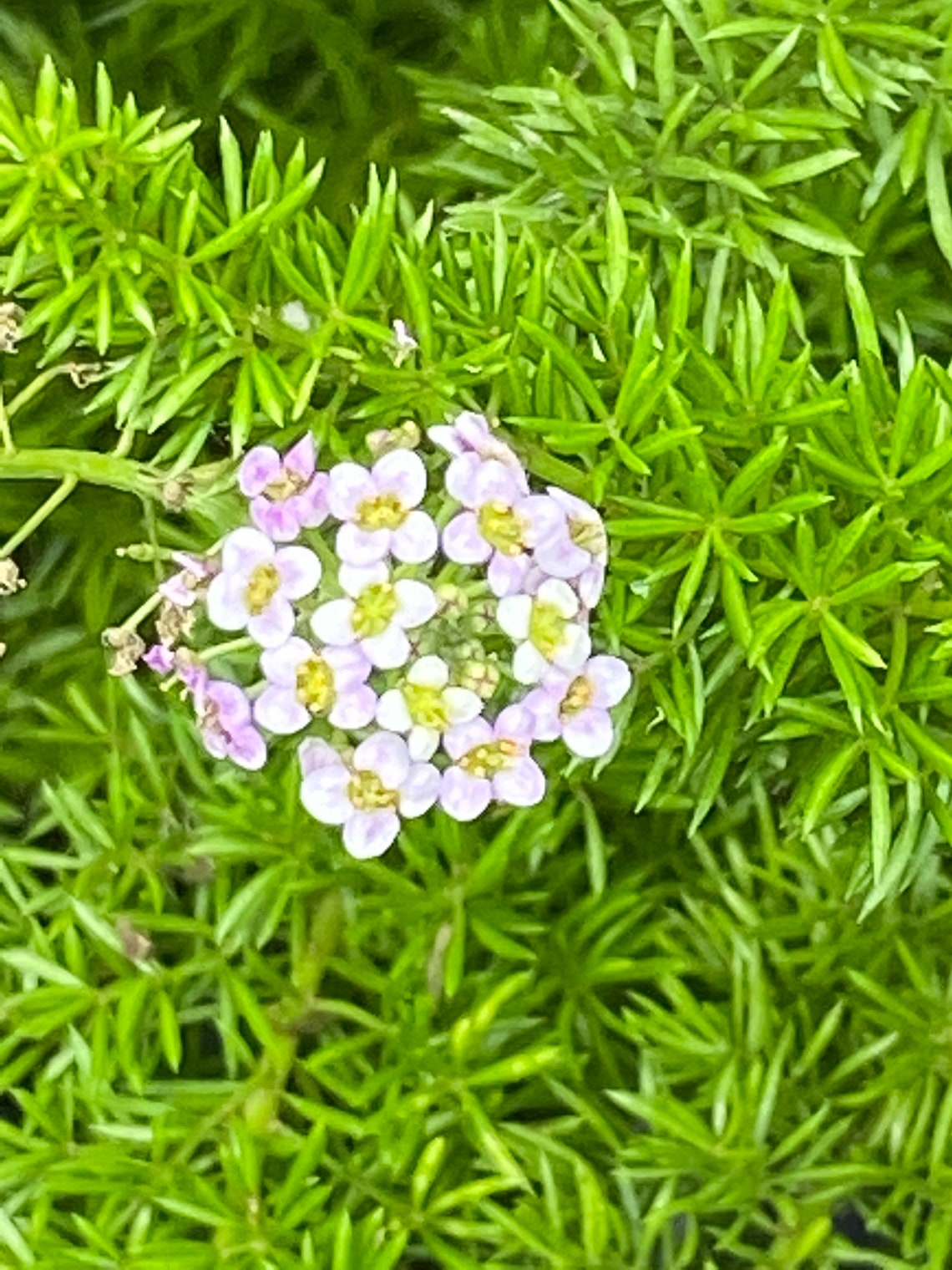 10 Royal Carpet Alyssum Seeds Etsy