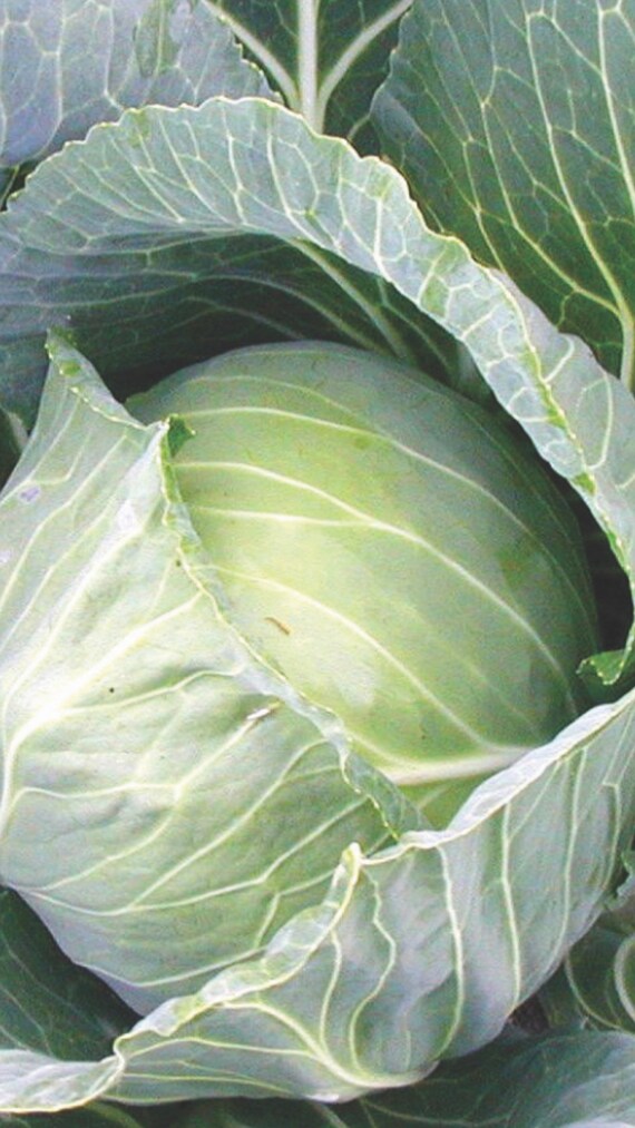 15 Late Flat Dutch Cabbage Seeds Etsy