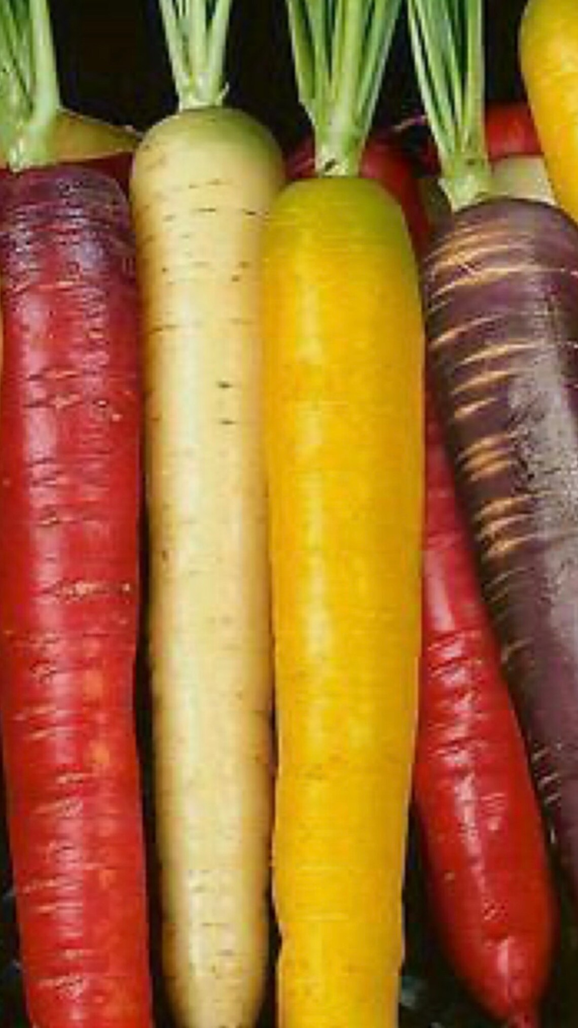 15 Rare Rainbow Carrot Seeds Etsy