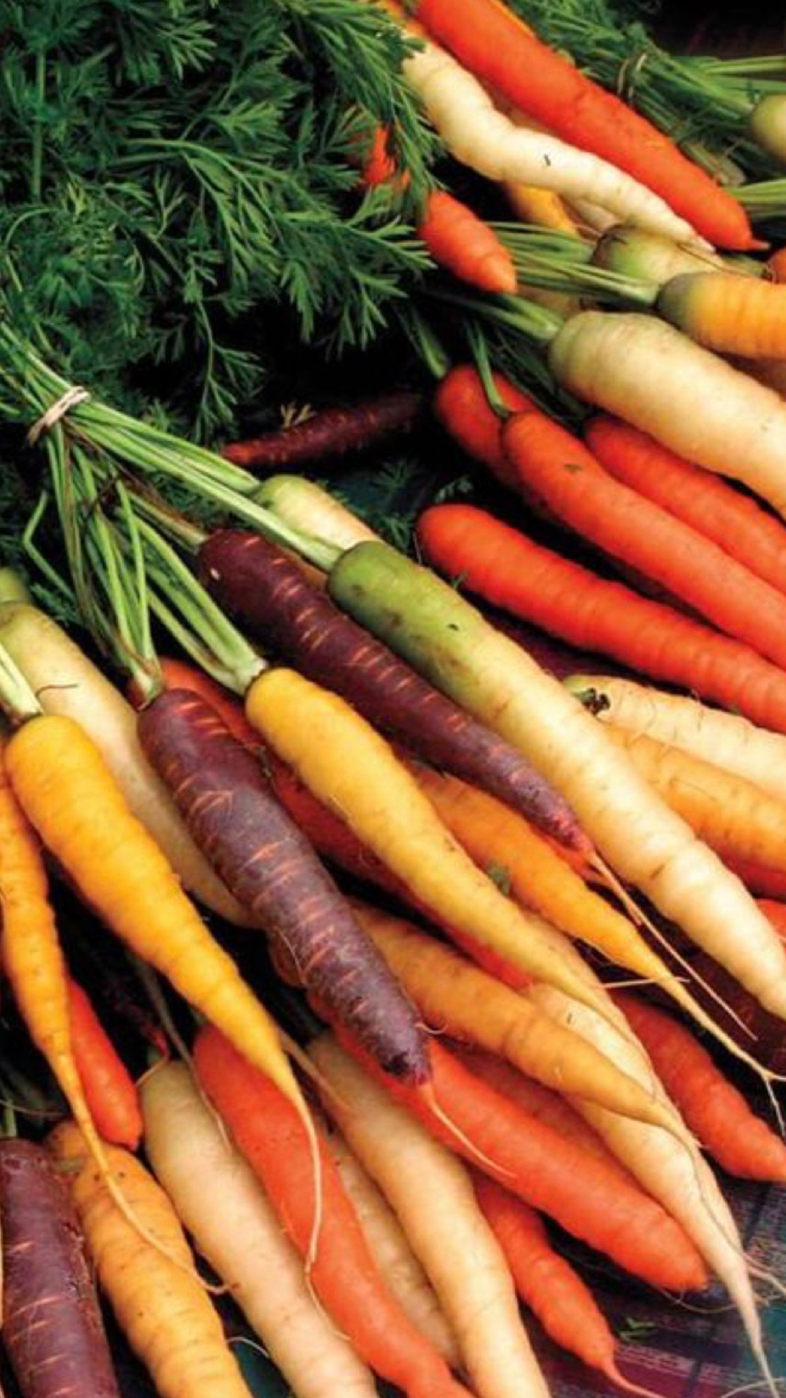 15 Rare Rainbow Carrot Seeds Etsy