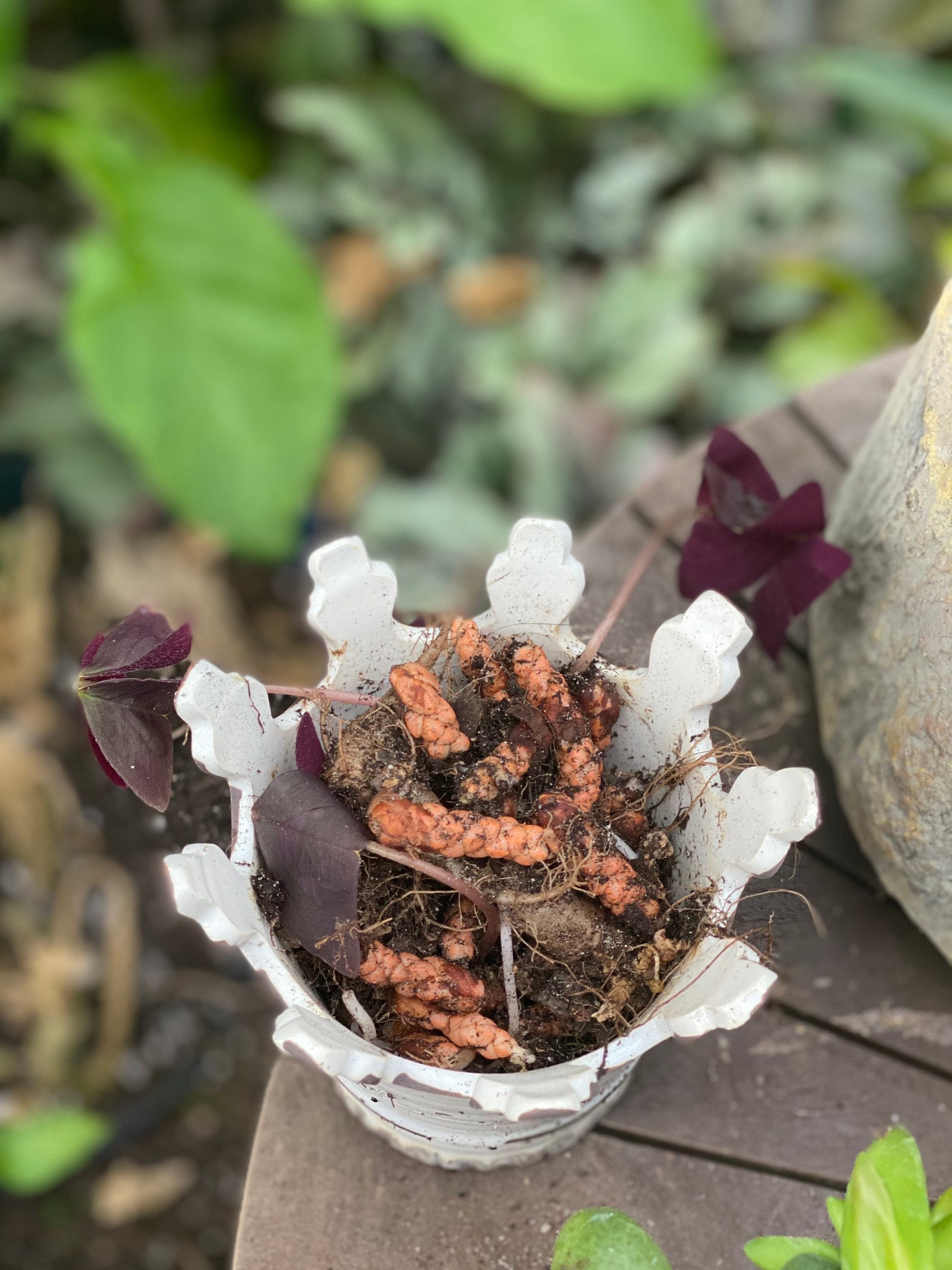 10 Oxalis Purple Shamrock Bulbs Etsy