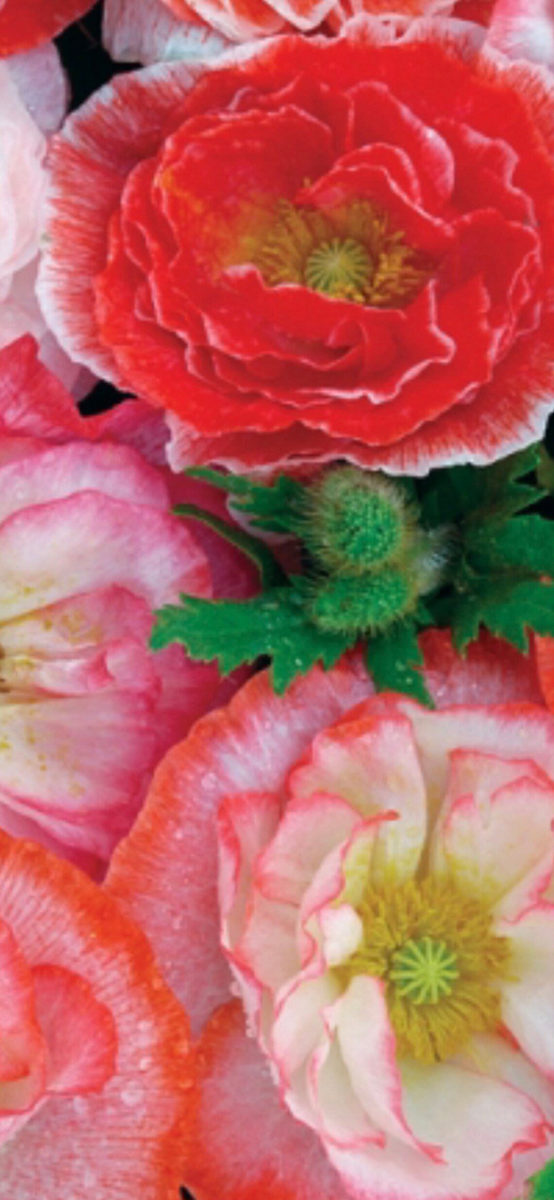 15 Shirley Poppy Falling in Love Seeds Etsy