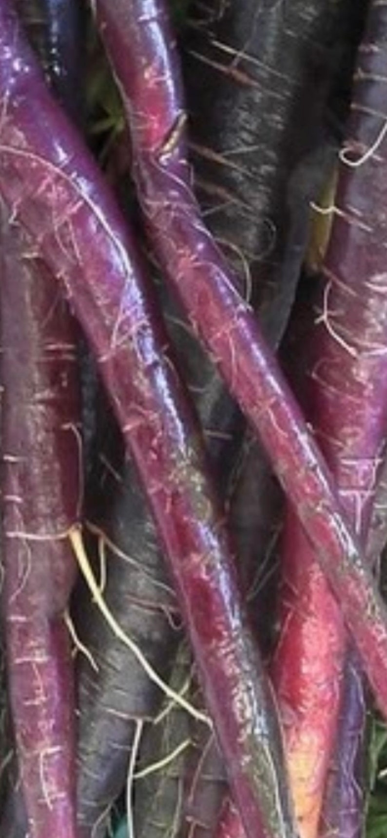 15 Rare Black Nebula Carrot Seeds