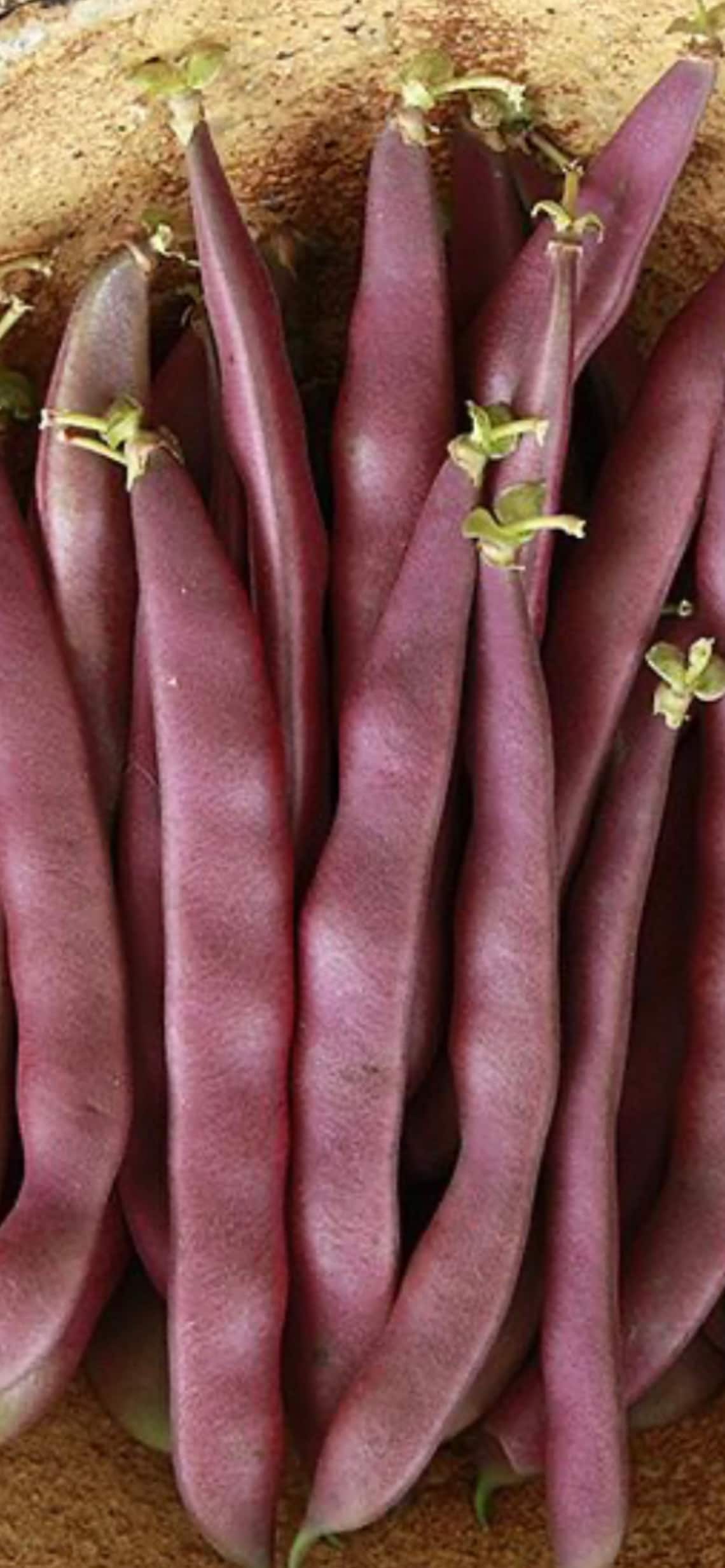 red swan beans red swan beans